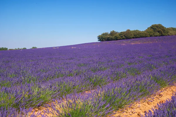Blume Lavendel Natur Feld Pflanze Landschaft Sommer Freien Europa Landwirtschaft — Stockfoto