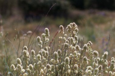 Çiçekler, bitkiler, doğa, bitki örtüsü, yaz, yapraklar, bitki örtüsü, İspanya, çayır,