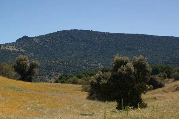 Βουνά Τοπίο Θέα Φύση Δέντρα Ισπανία Καλοκαίρι Φύση Εξωτερικοί Χώροι — Φωτογραφία Αρχείου