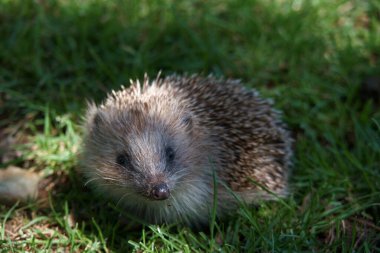 kirpi, hayvan, hayvan, hayvan, doğa, genç, park, çimen, çiviler, yaz, İspanya, vahşi yaşam,