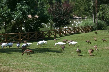 Kaz, kuş, hayvan, doğa, yaz, park, manzara, çim, hayvan,