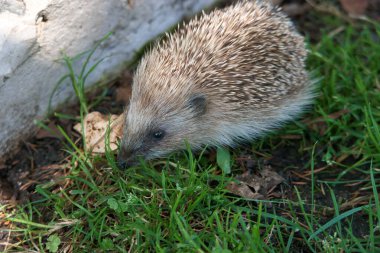 kirpi, hayvan, hayvan, hayvan, doğa, genç, park, çimen, çiviler, yaz, İspanya, vahşi yaşam,