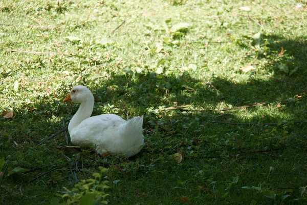 Gans Vogel Tier Natur Sommer Park Blick Gras Fauna — Stockfoto