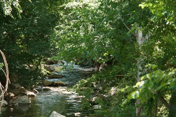 Rzeka Woda Pielęgniarki Natura Kamienie Widok Krajobraz Drzewa Ziele — Zdjęcie stockowe