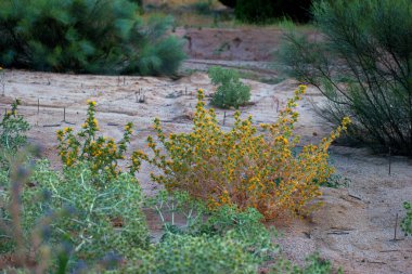 çiçek, bitki, bitki, bitki, bitki, bitki, bitki, yaprak, çiçek, doğa, doğal, çiçek, güzellik, güzel, arka plan, yaz, taze,