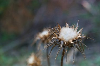 çiçek, bitki, bitki, bitki, bitki, bitki, bitki, yaprak, çiçek, doğa, doğal, çiçek, güzellik, güzel, arka plan, yaz, taze,