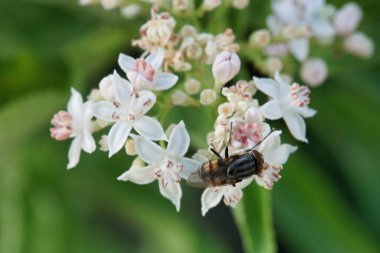 Böcek, hayvan, çiçek, vahşi yaşam, çiçek, yaz, solucan, canlı, bitki, fauna, dışarıda,