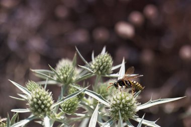 Böcek, hayvan, çiçek, vahşi yaşam, çiçek, yaz, solucan, canlı, bitki, fauna, dışarıda,