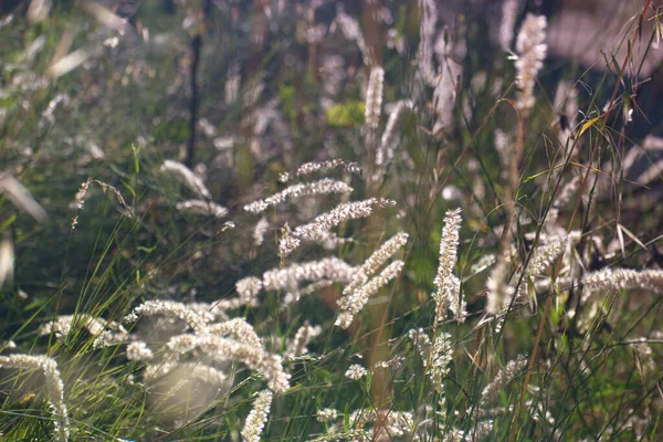 Квітка Рослина Флора Ботаніка Лист Цвітіння Природа Природна Квіткова Краса — стокове фото