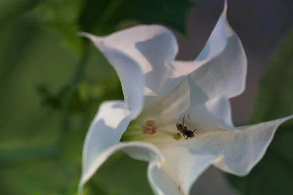 Böcek Hayvan Çiçek Vahşi Yaşam Çiçek Yaz Solucan Canlı Bitki — Stok fotoğraf