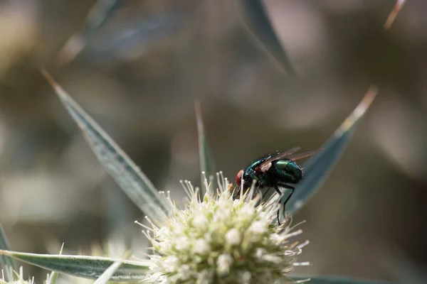 Insekt Tier Blume Tierwelt Blüte Sommer Wurm Lebendig Pflanze Fauna — Stockfoto