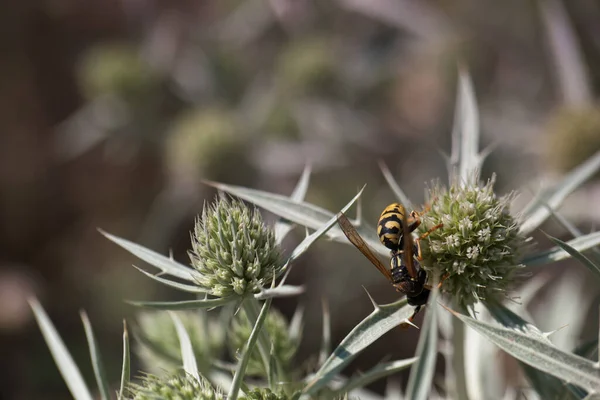 Insekt Tier Blume Tierwelt Blüte Sommer Wurm Lebendig Pflanze Fauna — Stockfoto