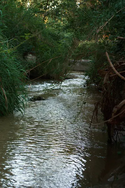 Potok Rzeka Środowisko Natura Krajobraz Scena Woda Krajobraz Widok Roślina — Zdjęcie stockowe