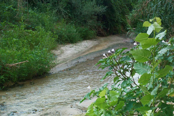 Córrego Rio Ambiente Natureza Paisagem Cena Água Paisagem Vista Planta — Fotografia de Stock