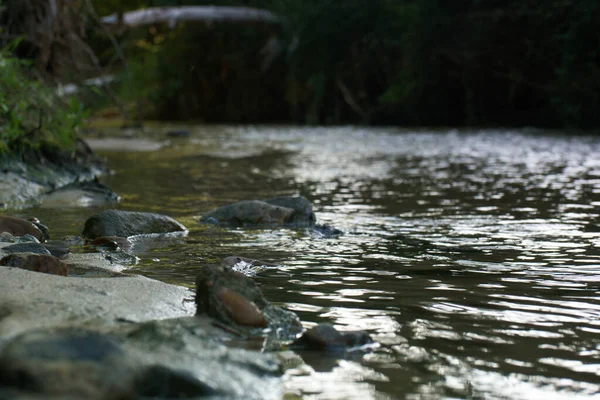 Potok Rzeka Środowisko Natura Krajobraz Scena Woda Krajobraz Widok Roślina — Zdjęcie stockowe
