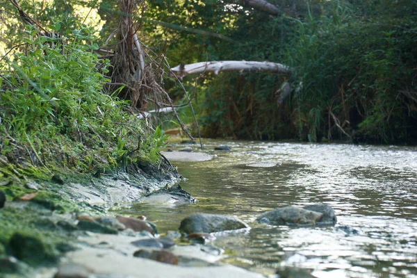 Струмок Річка Навколишнє Середовище Природа Пейзаж Сцена Вода Пейзаж Вид — стокове фото