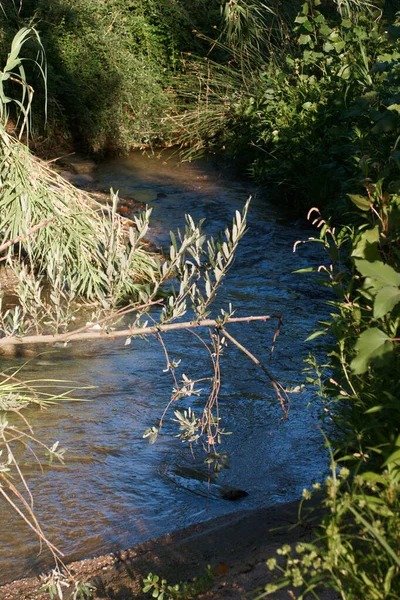 Córrego Rio Ambiente Natureza Paisagem Cena Água Paisagem Vista Planta — Fotografia de Stock