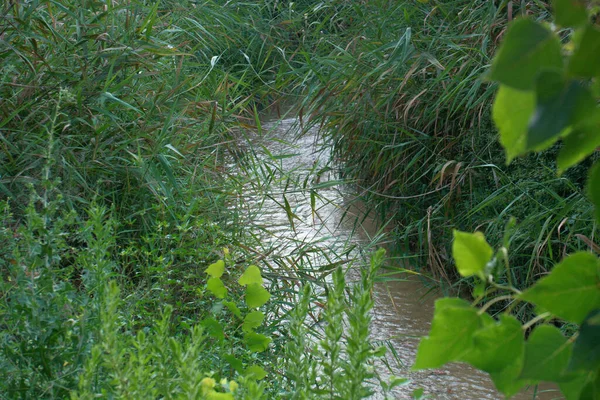 Ruisseau Rivière Environnement Nature Paysage Scène Eau Paysage Vue Plante — Photo