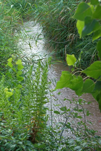 Stream River Environment Nature Landscape Scene Water Scenery View Plant — Stock Photo, Image