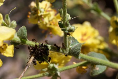 Böcek, hayvan, bitki, bitki, yaz, açık hava, makro, canlı, yakın çekim, yaz, doğa,