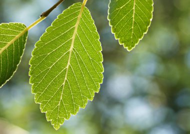 Yaprak, bitki, makro, yakın çekim, yeşillik, doğa, yaz, taze, açık hava, doğa, bitki örtüsü, desen,