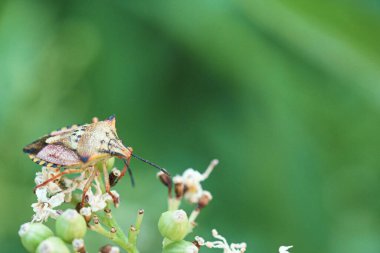 Böcek, hayvan, bitki, bitki, yaz, açık hava, makro, canlı, yakın çekim, yaz, doğa,