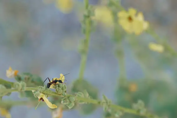 Insecto Animal Flora Planta Verano Aire Libre Macro Vívido Primer — Foto de Stock