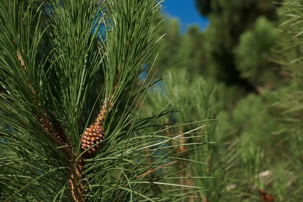 Βελόνες Κώνους Δέντρο Φυτό Κλαδιά Φύση Υπαίθρια Καλοκαίρι Ισπανία Χλωρίδα — Φωτογραφία Αρχείου