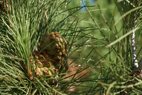 Jehličí Šišky Strom Rostliny Větve Příroda Venku Léto Španělsko Flóra — Stock fotografie