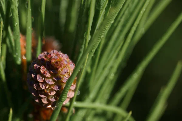 Ğneler Koniler Ağaç Bitki Dallar Doğa Açık Hava Yaz Spanya — Stok fotoğraf