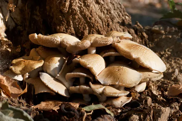 Cogumelo Comestível Close Marrom Tufo Chapéu Tronco Floresta Perna Natureza — Fotografia de Stock