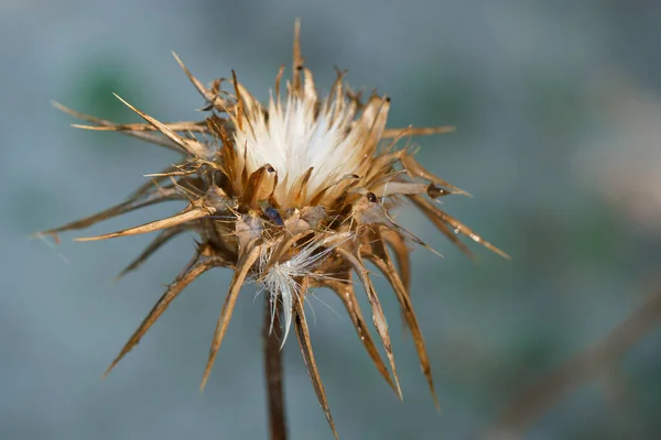 Växt Blomma Makro Flora Utomhus Närbild Natur Natur Miljö Spanien — Stockfoto