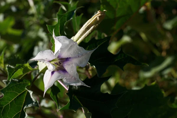 Roslina Kwiat Makro Flora Plener Zbliżenie Natura Natura Rodowisko Hiszpanie — Zdjęcie stockowe