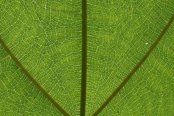 Leaf Plant Macro Close Greenery Nature Summer Fresh Outdoors Nature — Stock Photo, Image