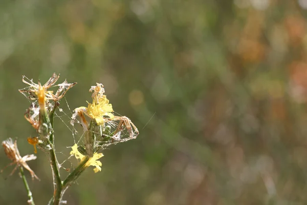 Rostlina Květiny Makro Flóra Venku Detailní Záběr Příroda Příroda Životní — Stock fotografie