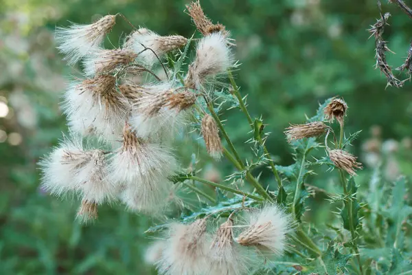 Растение Цветок Макро Флора Открытый Воздух Повышение Температуры Природа Природа — стоковое фото