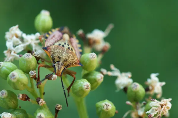 Insekt Tier Flora Pflanze Sommer Freien Makro Lebendig Nahaufnahme Sommer — Stockfoto
