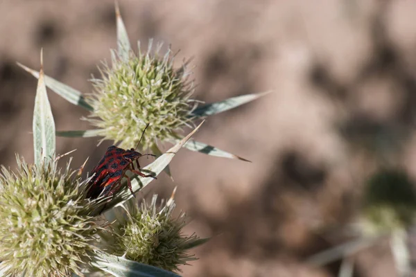 Insekt Djur Flora Växter Sommar Utomhus Makro Levande Närbild Sommar — Stockfoto