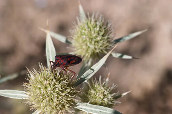 Insekt Tier Flora Pflanze Sommer Freien Makro Lebendig Nahaufnahme Sommer — Stockfoto