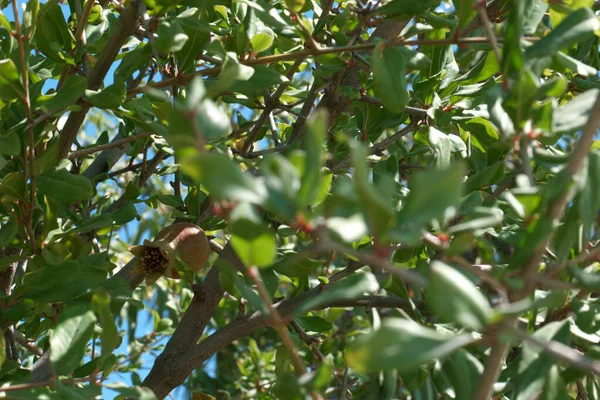 Ovoce Strom Léto Jídlo Listy Zeleň Zahrada Čerstvé Větve Rostlina — Stock fotografie