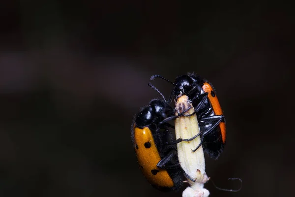 Hmyz Entomologie Makro Detailní Záběr Volně Žijící Zvěř Zvíře Detaily — Stock fotografie