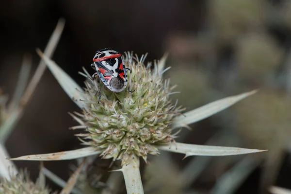 Insecto Entomología Macro Primer Plano Fauna Animal Detalles Naturaleza Aire —  Fotos de Stock