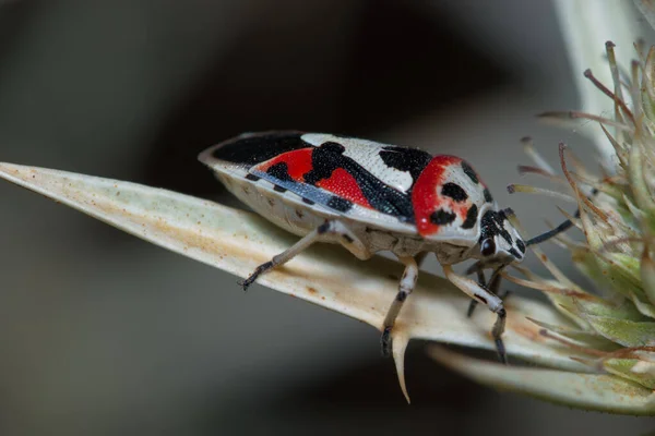 Insecto Entomología Macro Primer Plano Fauna Animal Detalles Naturaleza Aire — Foto de Stock