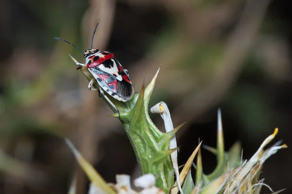 Insecto Entomología Macro Primer Plano Fauna Animal Detalles Naturaleza Aire — Foto de Stock