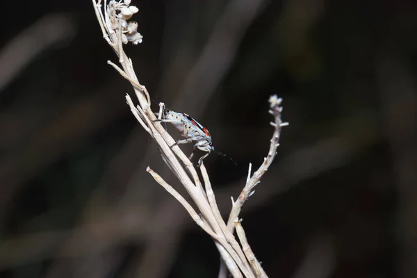 Insect Entomology Macro Close Wildlife Animal Details Nature Summer Vivid — 图库照片