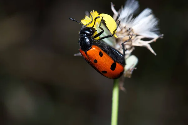 Inseto Entomologia Macro Close Vida Selvagem Animal Detalhes Natureza Outdoor — Fotografia de Stock