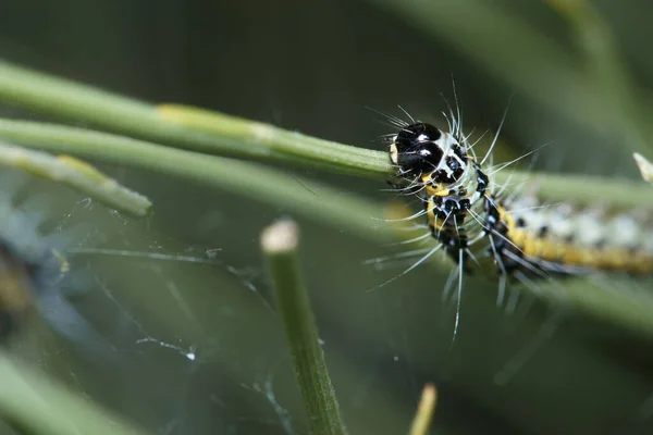 Insekt Entomologi Makro Närbild Vilda Djur Detaljer Natur Utomhus Sommar — Stockfoto
