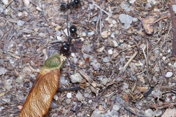 Insect Entomology Macro Closeup Wildlife Animal Details Nature Outdoors Summer — Stock Photo, Image
