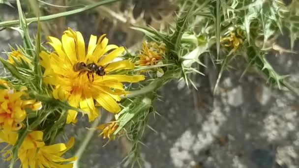 Insects Animals Nat Ura Nature Close Summer Sunny Colors Vivid — Vídeos de Stock