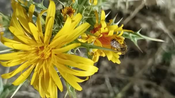Insects Animals Nat Ura Nature Close Summer Sunny Colors Vivid — 비디오